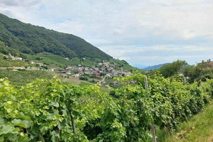 Excursão de um dia Prosecco Hills de Veneza e Treviso : 2 Vinícolas