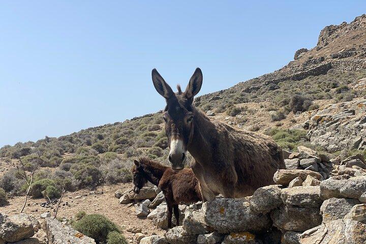 Tour privato a Mykonos con un locale