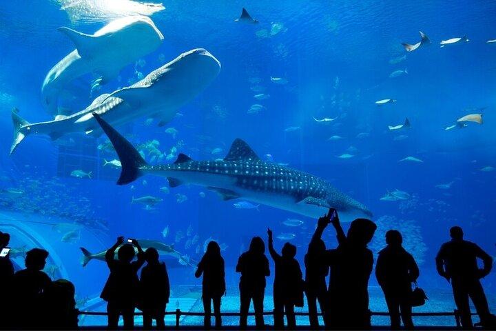 ペンギンの入り江チケットでドバイ水族館と水中動物園へ
