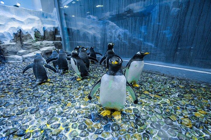 ペンギンの入り江チケットでドバイ水族館と水中動物園へ