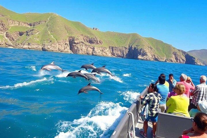Tour en barco de observación de delfines de Salalah con recogida