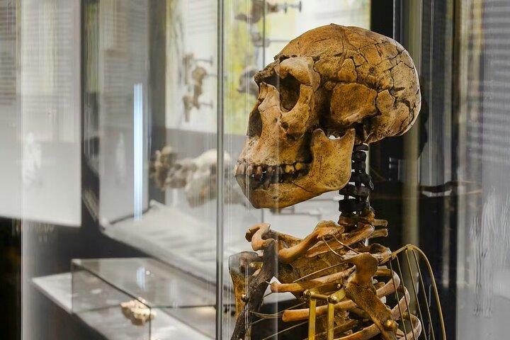 Naturhistorisches Museum Wien Eintrittskarten