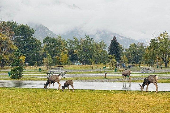 カルガリー日帰りガイドツアーからウォータートン国立公園を探索