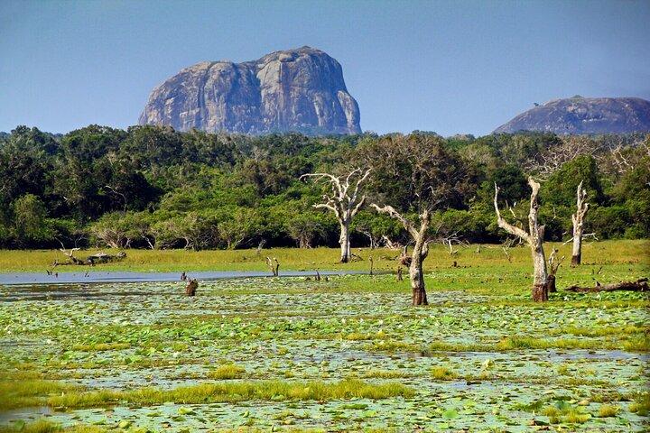 Yala Block 5 e 6 Private Jeep Safari Dia inteiro 7h ou 4h Safari