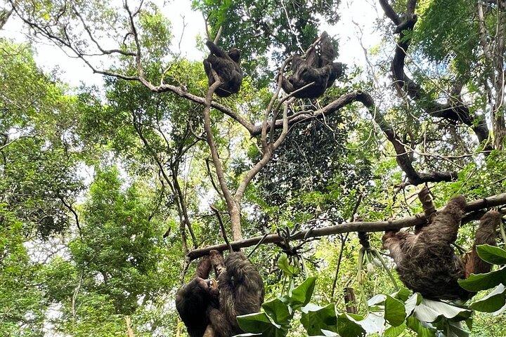 Roatan Sloth Shore Escursioni: ATV Buggy + Zipline & Beach Bliss