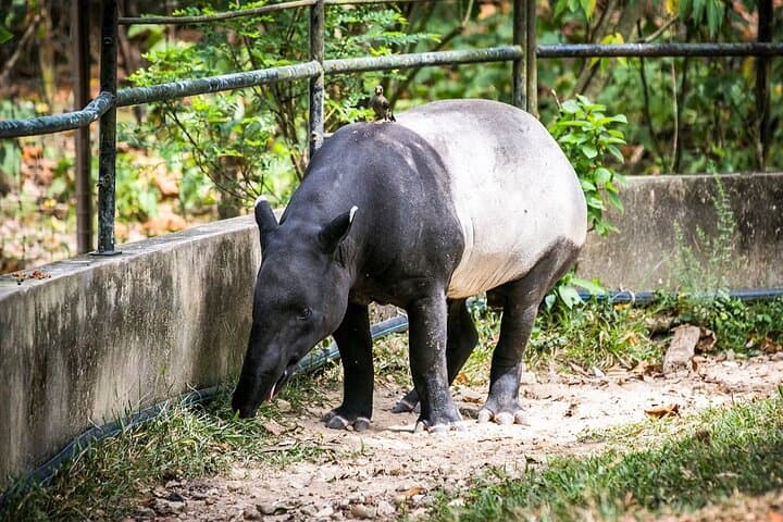 Zoo Negara and Panda Conservation Centre Tickets