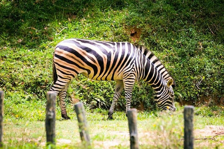 Zoo Negara and Panda Conservation Centre Tickets