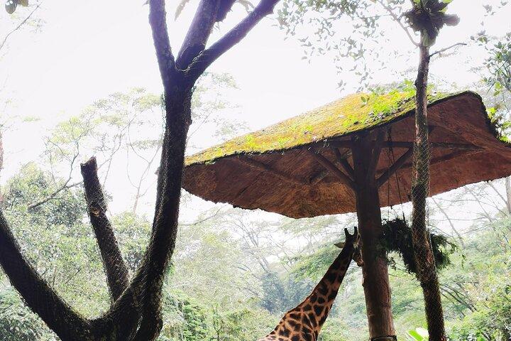 Jakarta Bogor Taman Safari Indonesië Privé autotour ervaring