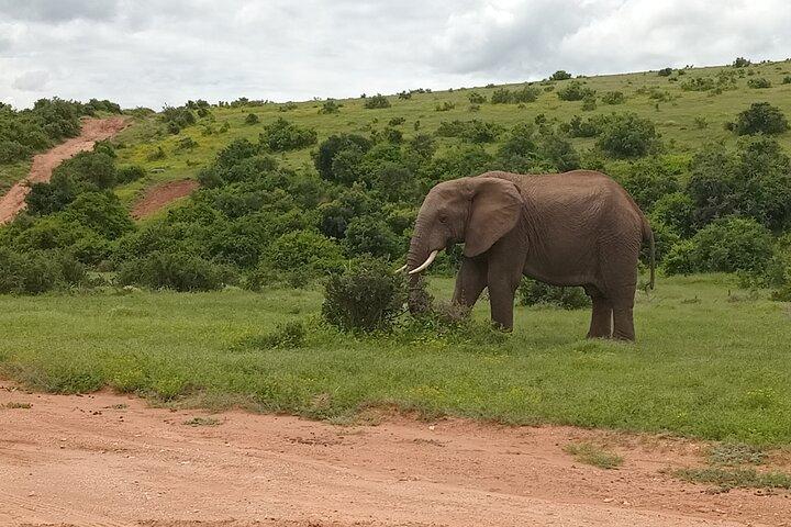 Addo Elephant National Park