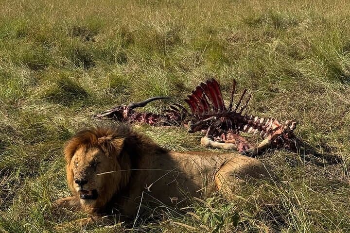3Days 2Nights Group Budget Safari in Masai Mara