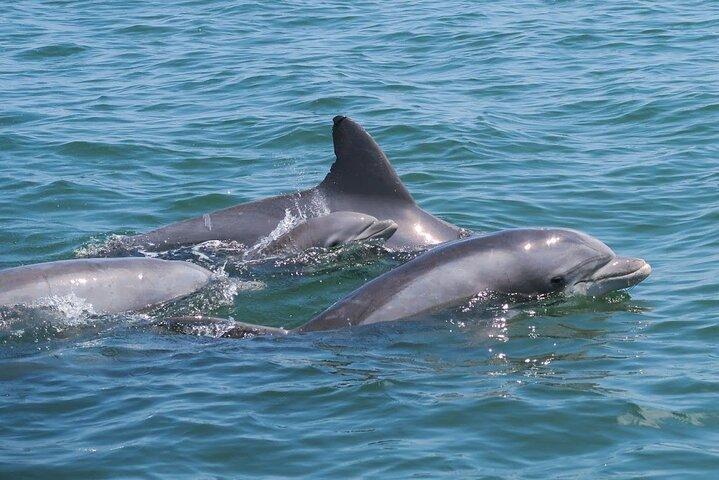 Tour privado en crucero por la isla de Assateague