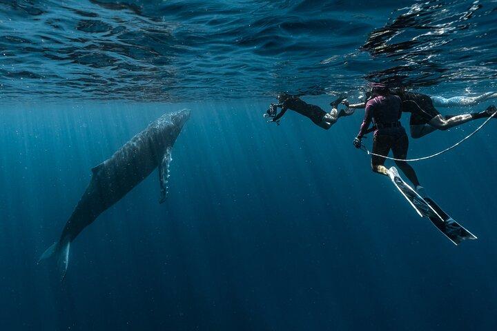 Expedición Compartida de Ballenas