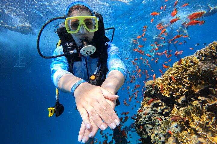 Ras Mohamed e Ilha Branca 2 Dive Day Trip em Sharm El Sheikh