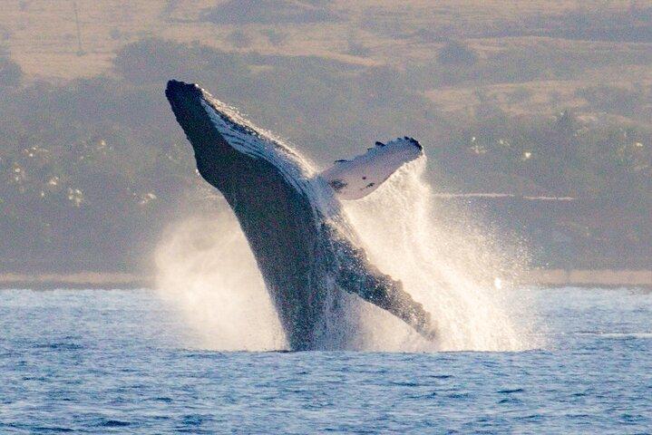 マウイ島：モロキニ島＆タートルタウンシュノーケル＆ウォータースライドアドベンチャー