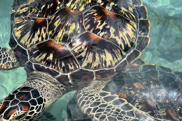 終日ザンジバルイルカ、タートルサラーム洞窟＆ジョザニの森