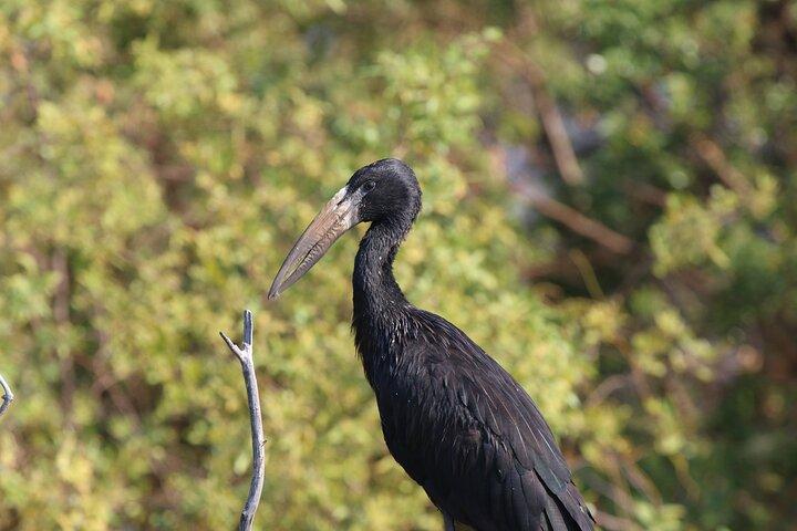 Victoria Falls Private Zambezi River Birdwatching Safari