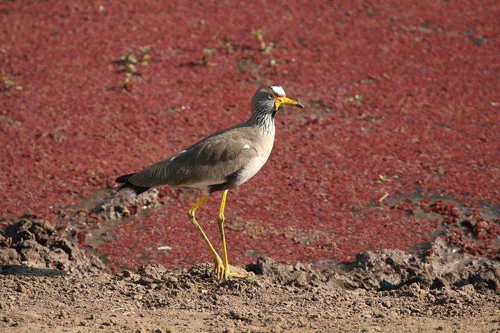 Safari privato di Birdwatching sul fiume Zambesi di Victoria Falls