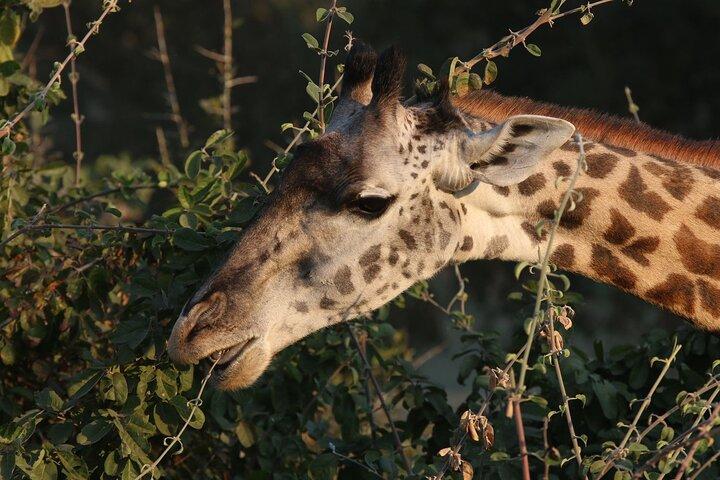 ザンベジ国立公園プライベート野生動物サファリ