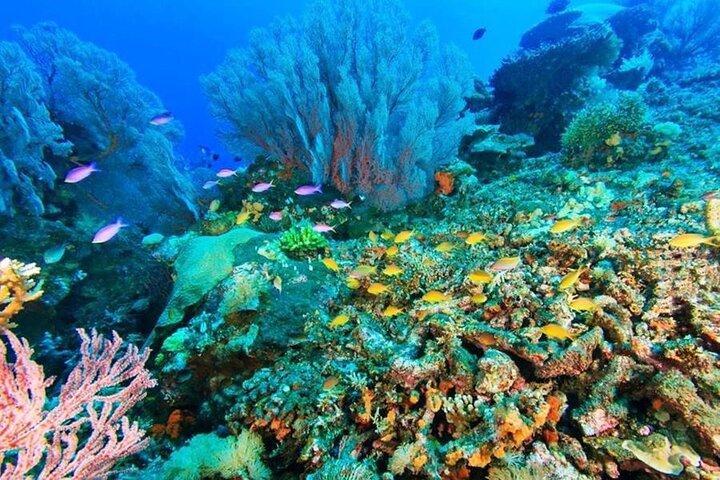 2 jours Bali Escape Menjangan Snorkeling et Bali Nord