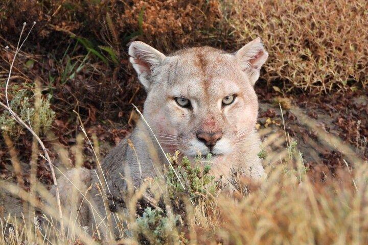Puma-observation, kongen af ​​Patagonien.