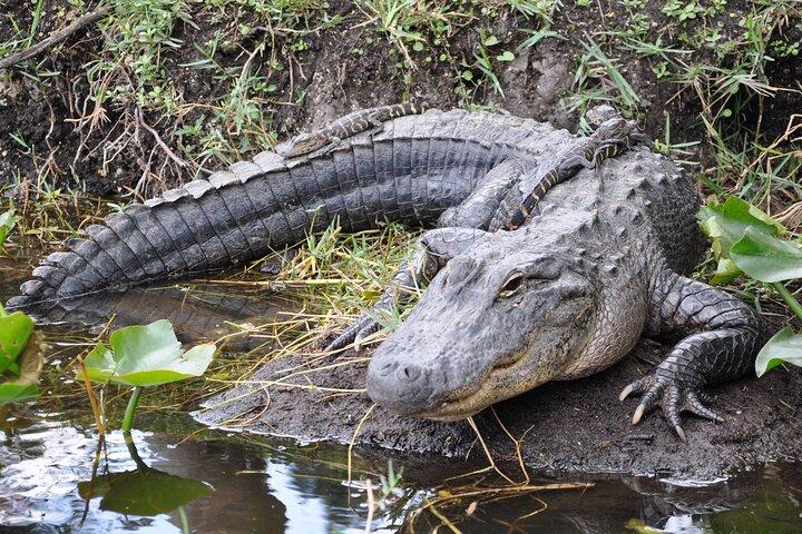 Everglades Airboat Experience – Faune et zones humides