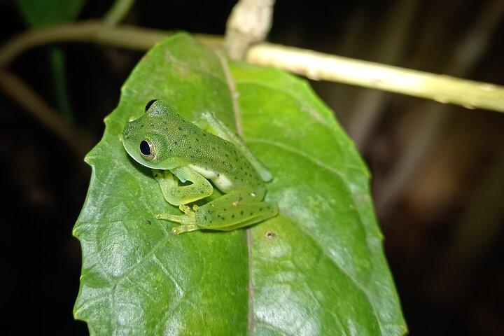 Monteverde nattupplevelse