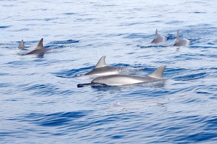 Doppia barriera corallina Snorkeling e Dolphin Watch a Kona