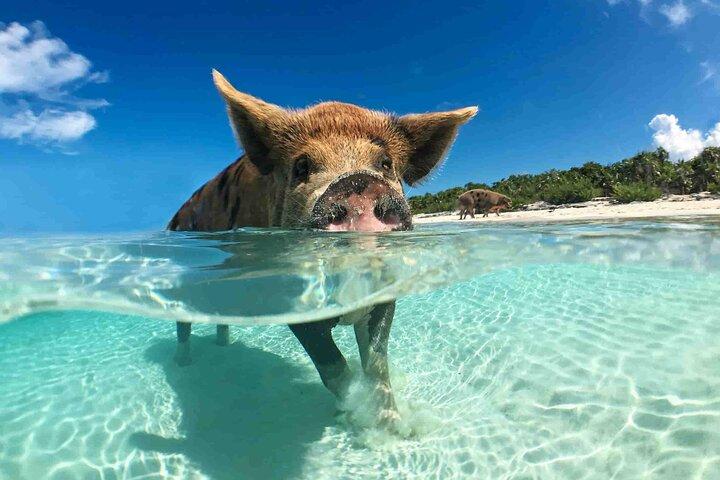 Nassau 3 øer Grise Turtles Snorkel Beach Club med frokost