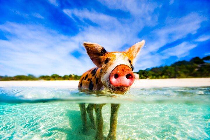 Nassau 3 øer Grise Turtles Snorkel Beach Club med frokost