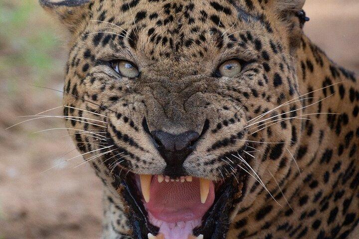 Yala National Park Safari Tours - Half Day & Full Day