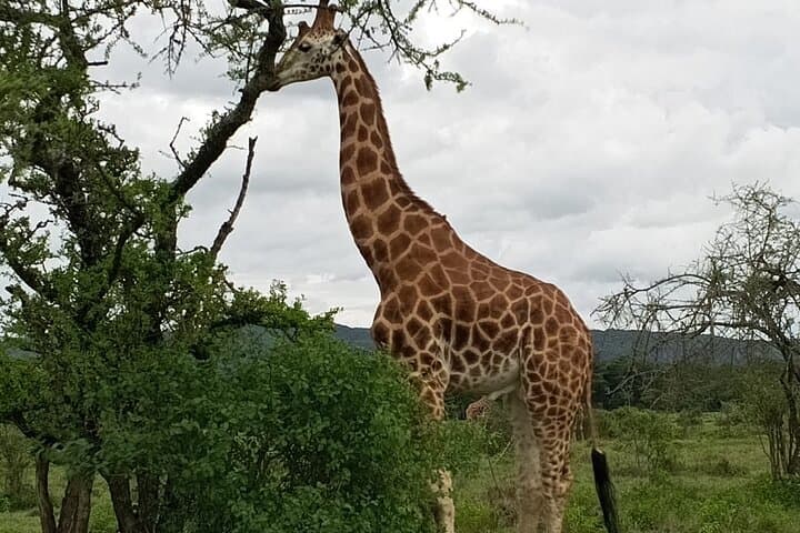 Giraffe Centre visit Nairobi