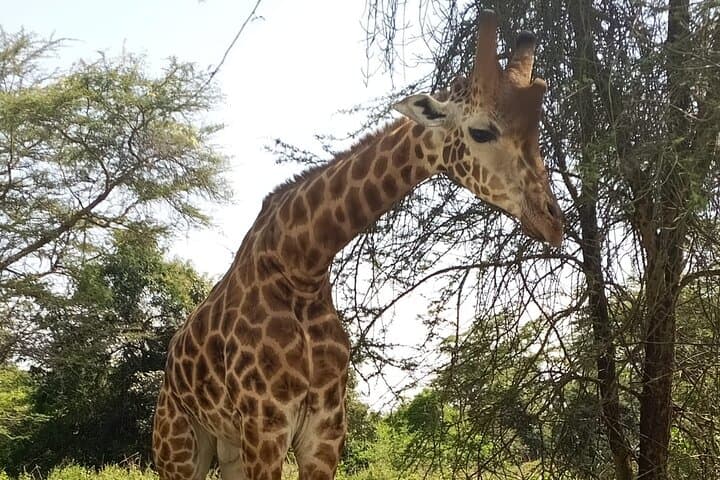 Giraffe Centre visit Nairobi