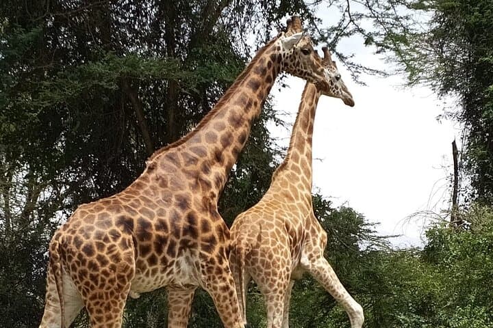 Giraffe Centre visit Nairobi