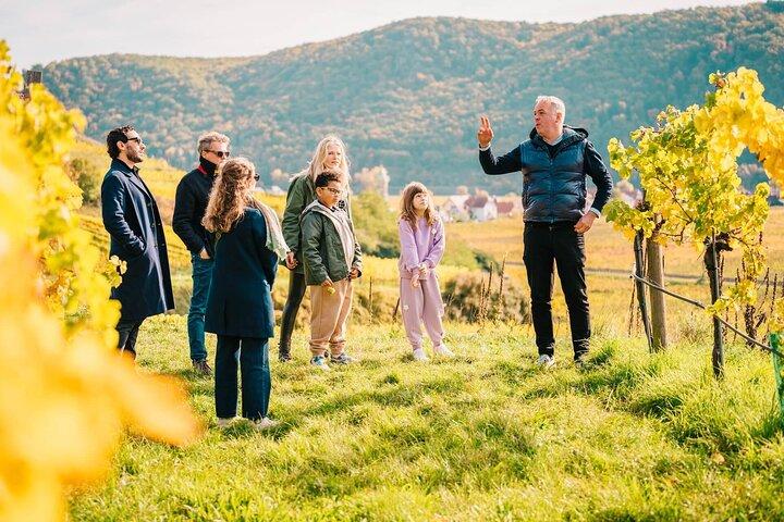 Wachautal Private Weintour mit Verkostung und Gourmet-Mittagessen