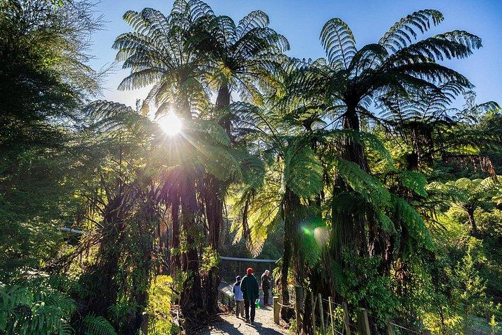 Waitomo GlowWorm cave & Sanctuary Mountain Ancient Walk Tour