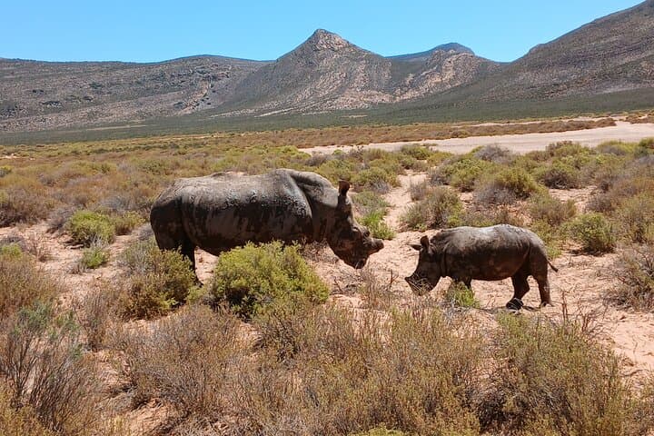 Private tour: Big 5 Sunset Safari Experience &Wine tasting