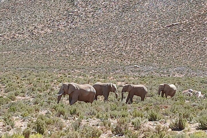 Private tour: Big 5 Sunset Safari Experience &Wine tasting