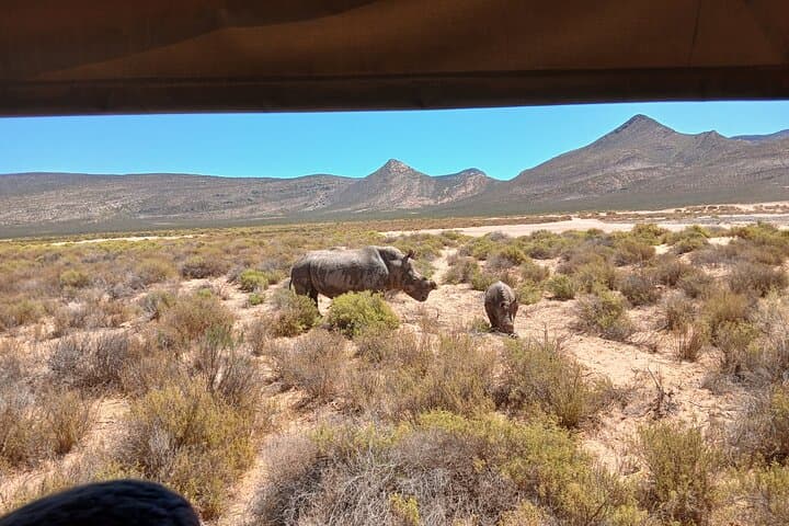 Private tour: Big 5 Sunset Safari Experience &Wine tasting