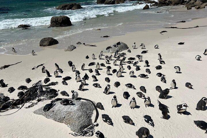 喜望峰全日ツアー：ボルダーズビーチペンギンコロニー