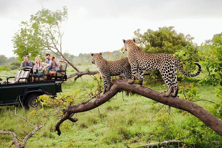 5 - Days Cape Town : Big Five Safari-Oudtshoorn - Knysna - Baía de Mossell