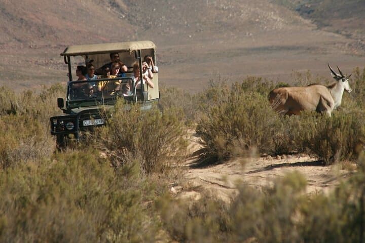 Cape Town inverdoorn Safari overnight