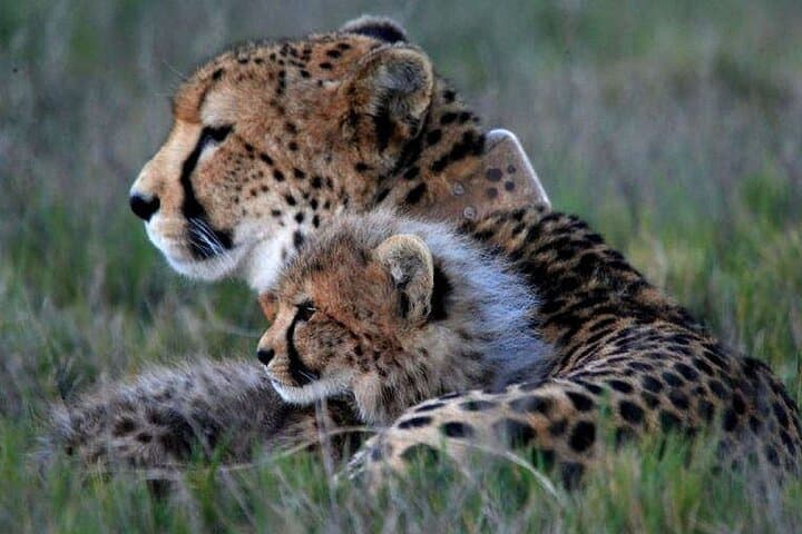 Cape Town inverdoorn Safari overnight