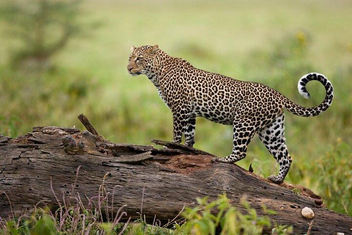 Masai Mara Safari Privates 3-tägiges Wildtiererlebnis