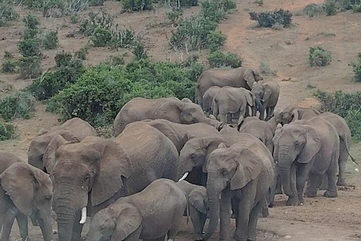 Nationaal park Addo Elephant