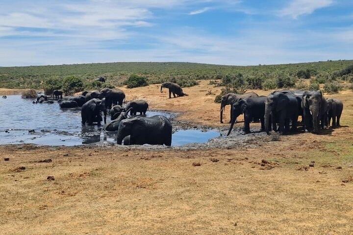 Nationaal park Addo Elephant