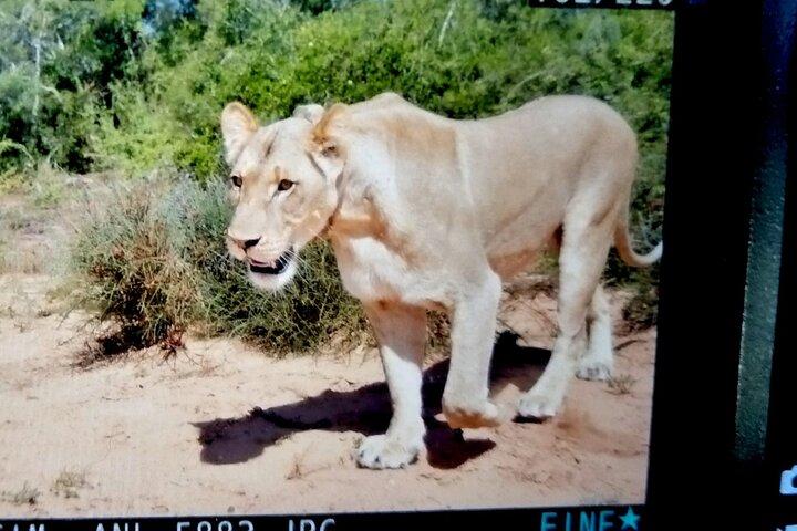 Nationaal park Addo Elephant