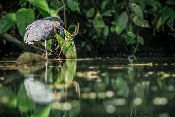 Tortuguero Tour en los Canales Canoa con Motor Eléctrico