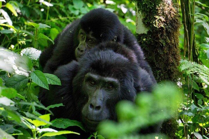 4Days Gorilla Trekking e Parque Nacional Queen Elizabeth