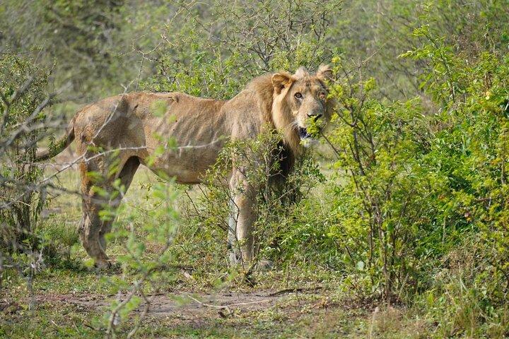 4Days Gorilla Trekking e Parque Nacional Queen Elizabeth