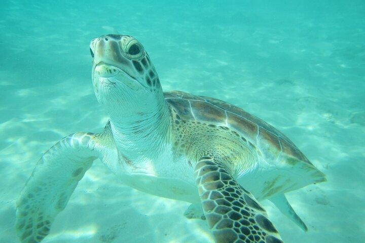 Crucero de buceo con tortuga catamarán y naufragio en Barbados